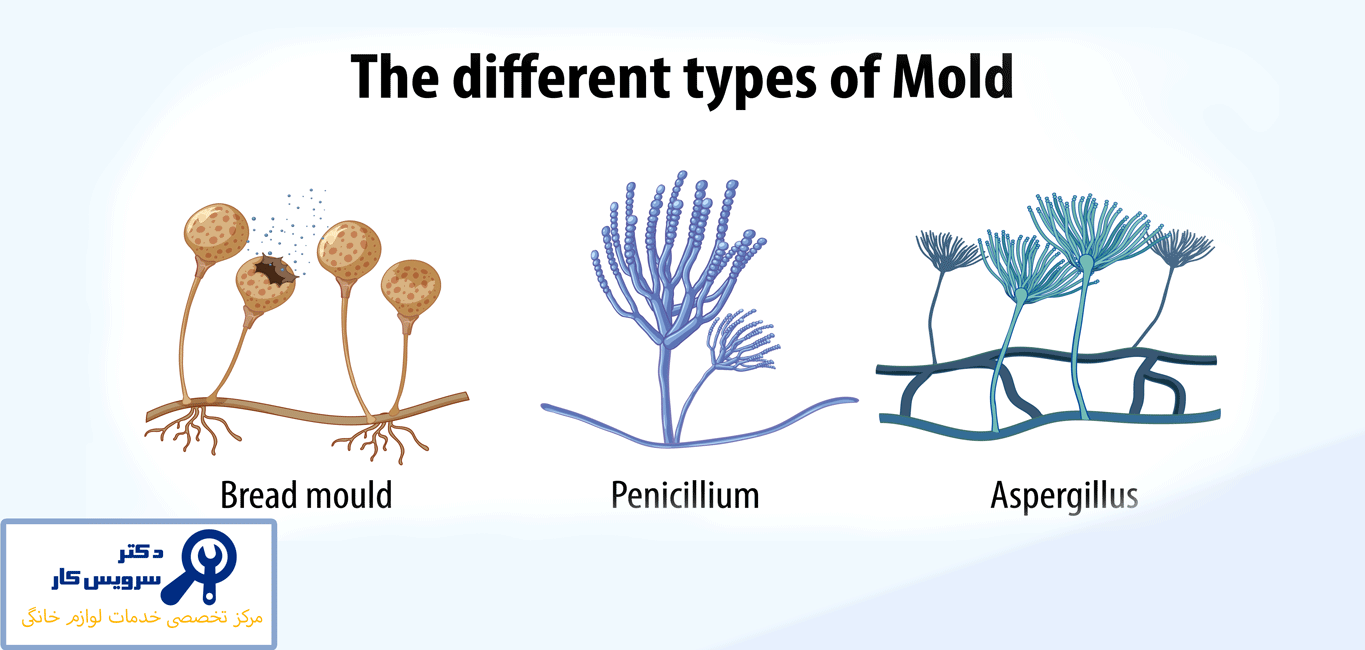 علت-کپک-زدن-مواد-غذایی-در-یخچال-دکتر-سرویسکار علت-کپک-زدن-مواد-غذایی-در-یخچال-دکتر-سرویسکار